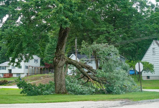 Emergency tree removal Dallas