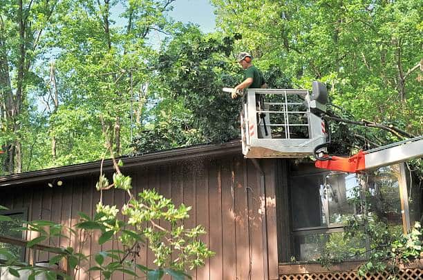 Tree removal service in Dallas
