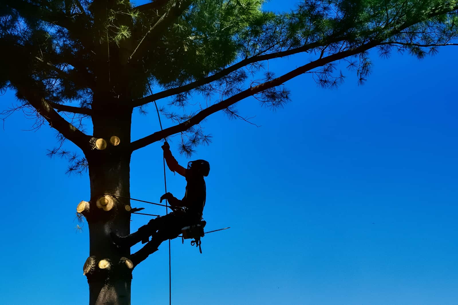 Tree trimming in Dallas